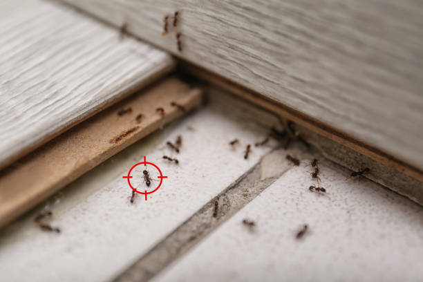 Best Exterminator Services  in Pierce, NE